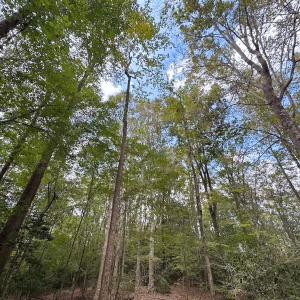 Photo #5 of 15157 Hilltop Lane, Smithfield, VA 20.2 acres