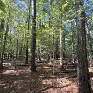 Photo #8 of 1012 S Halifax Rd, Rocky Mount, NC 20.0 acres