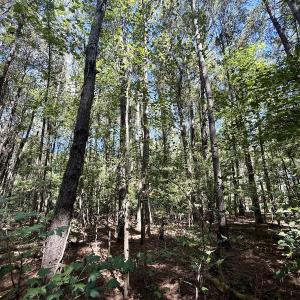 Photo #10 of 445 Morris BBQ Road, Hookerton, NC 16.5 acres