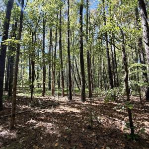Photo #15 of 445 Morris BBQ Road, Hookerton, NC 16.5 acres
