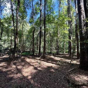 Photo #19 of 445 Morris BBQ Road, Hookerton, NC 16.5 acres