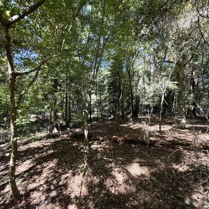Photo #20 of 445 Morris BBQ Road, Hookerton, NC 16.5 acres
