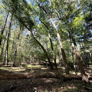 Photo #22 of 445 Morris BBQ Road, Hookerton, NC 16.5 acres