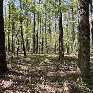 Photo #23 of 445 Morris BBQ Road, Hookerton, NC 16.5 acres