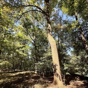 Photo #24 of 445 Morris BBQ Road, Hookerton, NC 16.5 acres