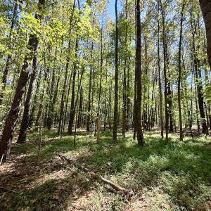 Photo #27 of 445 Morris BBQ Road, Hookerton, NC 16.5 acres