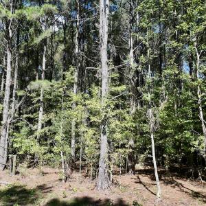 Photo #8 of 445 Morris BBQ Road, Hookerton, NC 16.5 acres