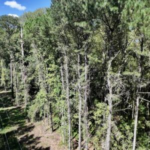 Photo #9 of 445 Morris BBQ Road, Hookerton, NC 16.5 acres