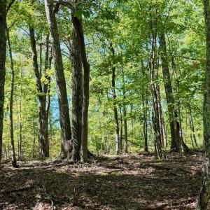 Photo #11 of Off of Brights Road, Pittsville, VA 30.4 acres