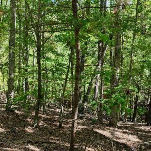 Photo #53 of Off of Brights Road, Pittsville, VA 30.4 acres