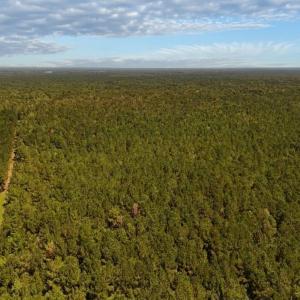 Photo #10 of Off of White Oak River Rd. , Maysville, NC 106.0 acres