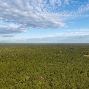 Photo #11 of Off of White Oak River Rd. , Maysville, NC 106.0 acres