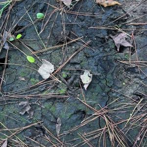 Photo #15 of Off of White Oak River Rd. , Maysville, NC 106.0 acres