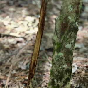 Photo #16 of Off of White Oak River Rd. , Maysville, NC 106.0 acres