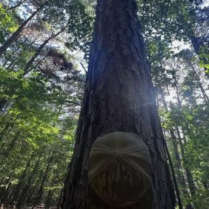 Photo #17 of Off of White Oak River Rd. , Maysville, NC 106.0 acres