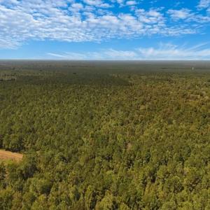 Photo #20 of Off of White Oak River Rd. , Maysville, NC 106.0 acres