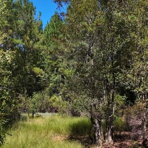 Photo #22 of Off of White Oak River Rd. , Maysville, NC 106.0 acres