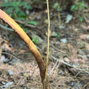 Photo #23 of Off of White Oak River Rd. , Maysville, NC 106.0 acres