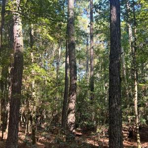Photo #28 of Off of White Oak River Rd. , Maysville, NC 106.0 acres
