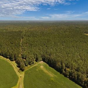 Photo #3 of Off of White Oak River Rd. , Maysville, NC 106.0 acres