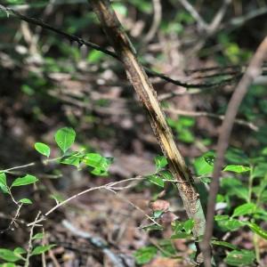 Photo #34 of Off of White Oak River Rd. , Maysville, NC 106.0 acres