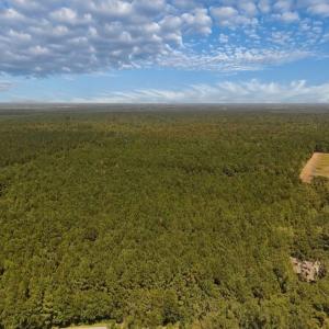 Photo #36 of Off of White Oak River Rd. , Maysville, NC 106.0 acres