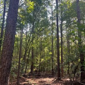 Photo #4 of Off of White Oak River Rd. , Maysville, NC 106.0 acres