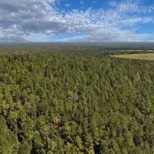 Photo #6 of Off of White Oak River Rd. , Maysville, NC 106.0 acres