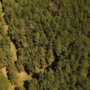 Photo #7 of Off of White Oak River Rd. , Maysville, NC 106.0 acres