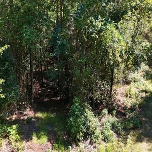 Photo #8 of Off of White Oak River Rd. , Maysville, NC 106.0 acres