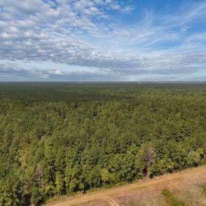 Photo #13 of Off of White Oak River Rd. , Maysville, NC 106.0 acres