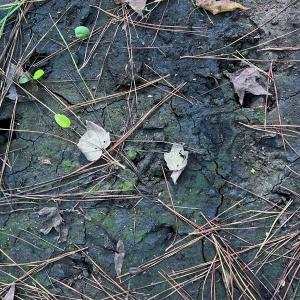 Photo #15 of Off of White Oak River Rd. , Maysville, NC 106.0 acres