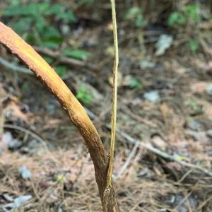 Photo #23 of Off of White Oak River Rd. , Maysville, NC 106.0 acres