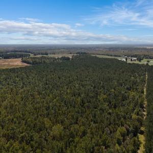 Photo #26 of Off of White Oak River Rd. , Maysville, NC 106.0 acres