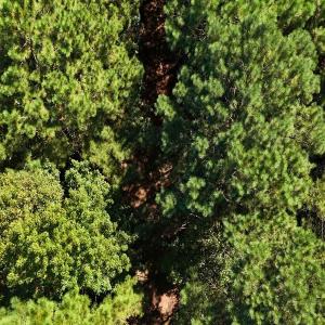 Photo #33 of Off of White Oak River Rd. , Maysville, NC 106.0 acres