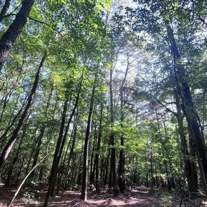 Photo #37 of Off of White Oak River Rd. , Maysville, NC 106.0 acres