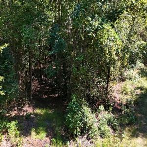 Photo #8 of Off of White Oak River Rd. , Maysville, NC 106.0 acres