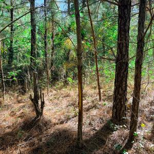 Photo #17 of Off of Blank Lane, Emporia, VA 107.0 acres