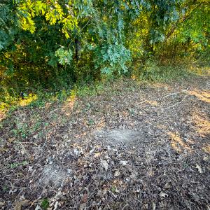 Photo #29 of Off of Blank Lane, Emporia, VA 107.0 acres
