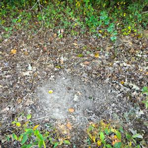 Photo #30 of Off of Blank Lane, Emporia, VA 107.0 acres