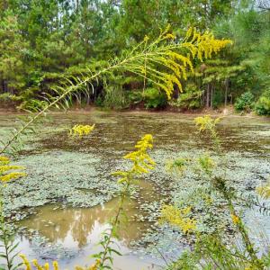 Photo #11 of Off of St. Martin Road, Oakboro, NC 82.0 acres