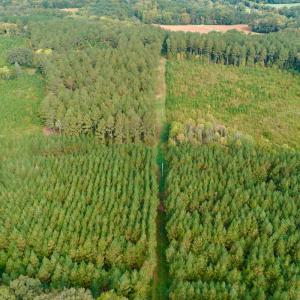 Photo #15 of Off of St. Martin Road, Oakboro, NC 82.0 acres