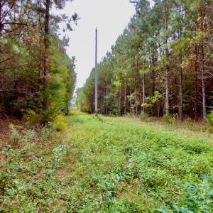 Photo #7 of Off of St. Martin Road, Oakboro, NC 82.0 acres