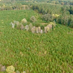 Photo #8 of Off of St. Martin Road, Oakboro, NC 82.0 acres