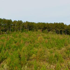 Photo #21 of Off of St. Martin Road, Oakboro, NC 82.0 acres