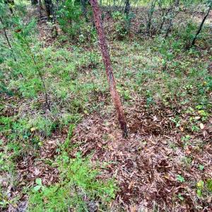 Photo #25 of Off of St. Martin Road, Oakboro, NC 82.0 acres