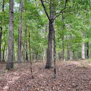 Photo #27 of Off of St. Martin Road, Oakboro, NC 82.0 acres
