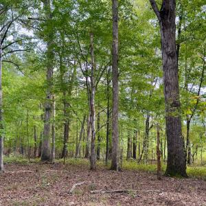 Photo #28 of Off of St. Martin Road, Oakboro, NC 82.0 acres