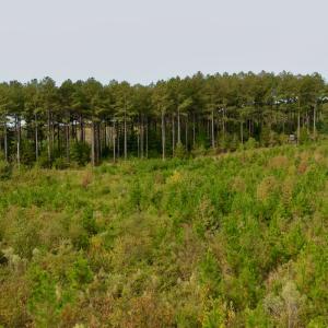 Photo #33 of Off of St. Martin Road, Oakboro, NC 82.0 acres