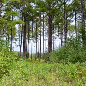Photo #35 of Off of St. Martin Road, Oakboro, NC 82.0 acres